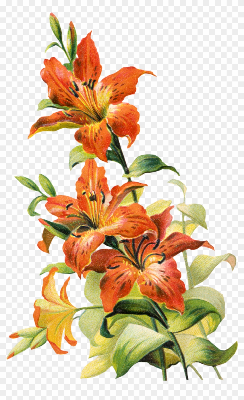 Vintage Flower Clipart Lillies - Tiger Lily Flower Png #285692