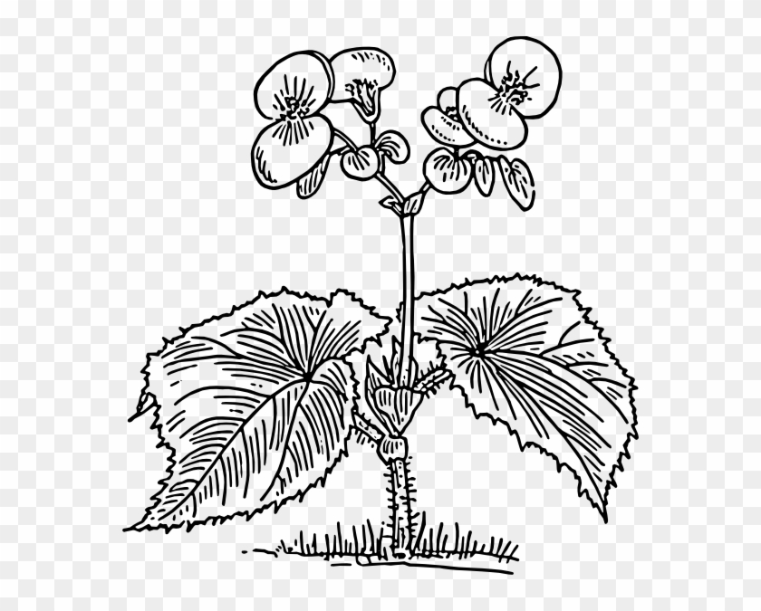 Free Vector Begonia Clip Art - Begonia Coloring Page #285711