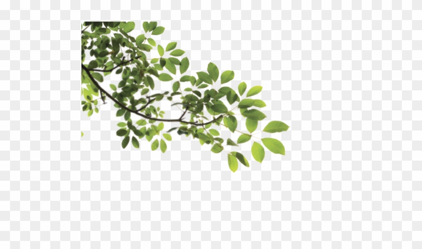 Picture Of A Tree Branch - Tree Branch Png #285732