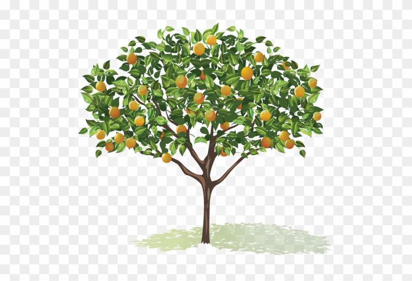 Fruit Tree Veggies Amp Fruits Pinterest Fruit Trees - Tree With Fruits Png #285759