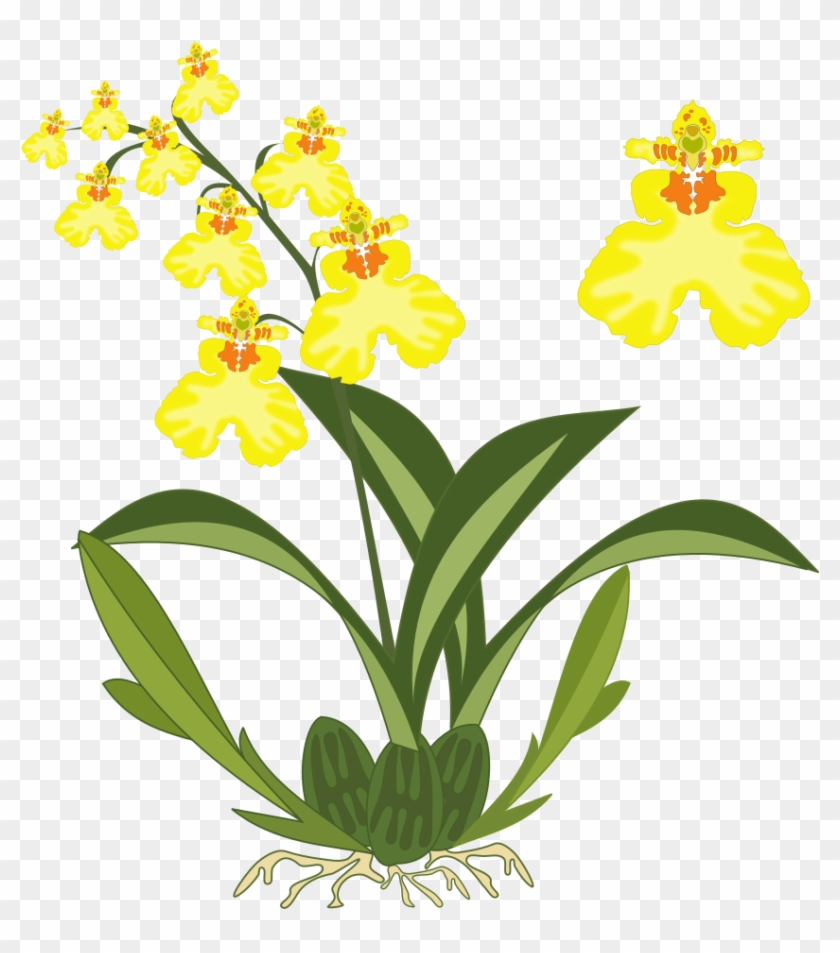 Orchid Clipart Orchid Plant - Dancing Lady Orchid Clipart #285872