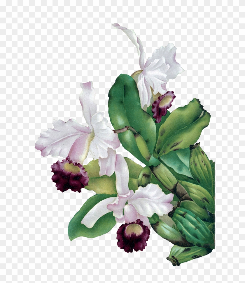 Orchid Clipart Vintage - Vintage Flower Png Green #285910