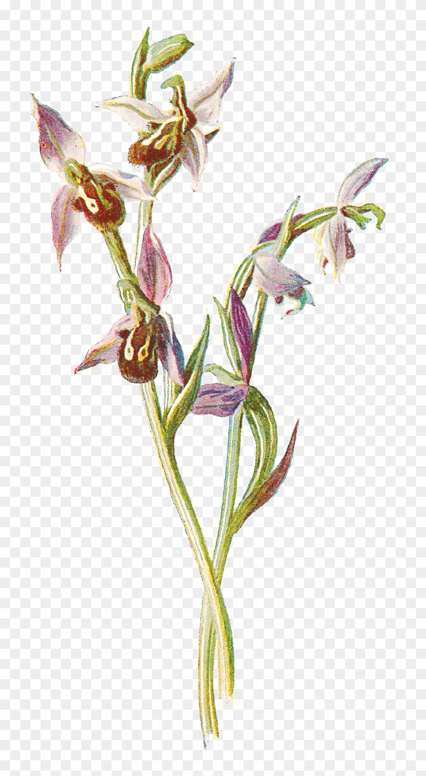 Free Digital Wildflower Download Orchid Flower - Bee Orchid Png #285913