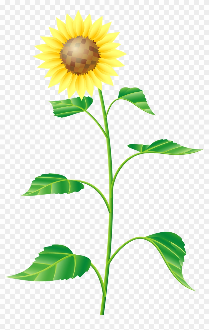 Common Sunflower Cartoon Drawing - Common Sunflower Cartoon Drawing #286078
