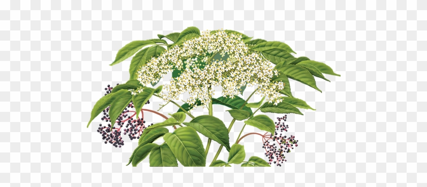 Elder Flower Herbal Supplement Herbal Teas Png Elder - Alvita Organic Elder Flower Tea - 24 Bags, 1.69 Oz #285939