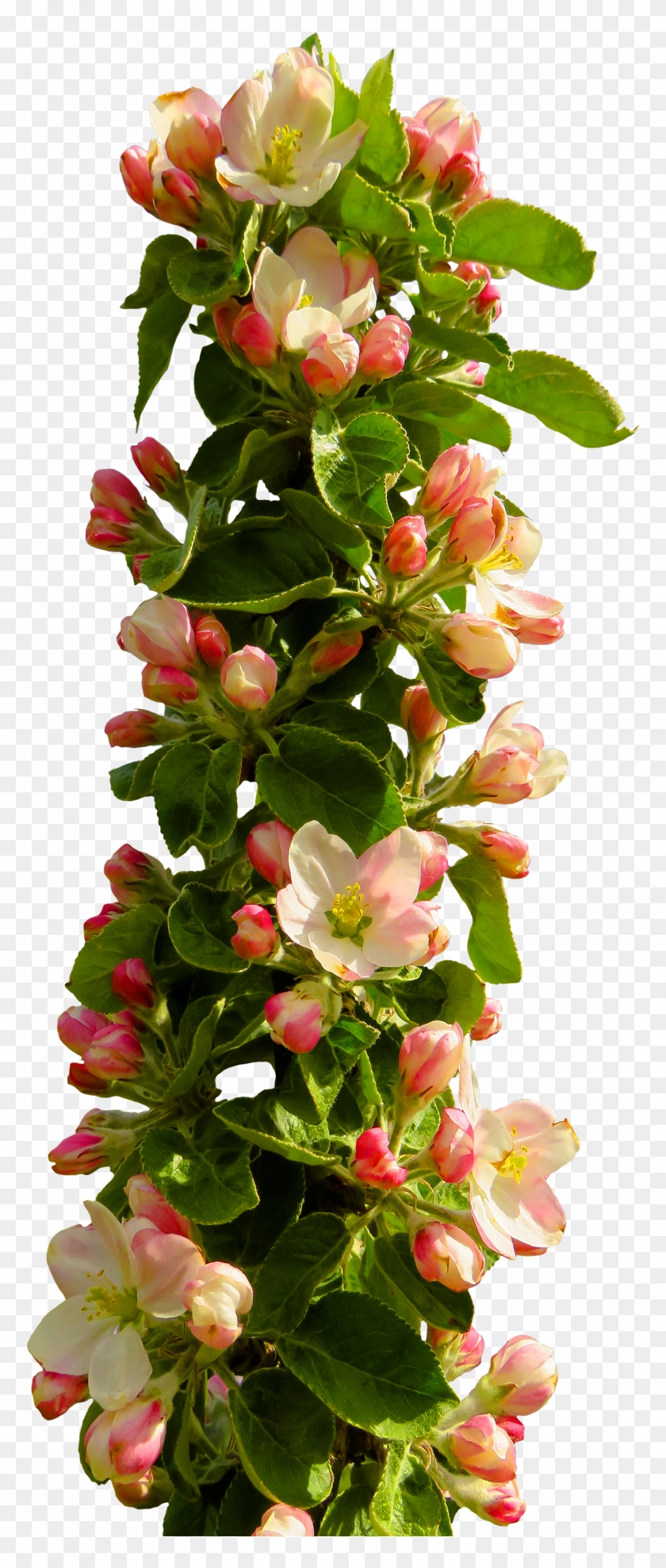 Best Spring Flower Png Transparent Image With Png Flower - Best Spring Flower Png Transparent Image With Png Flower #285944