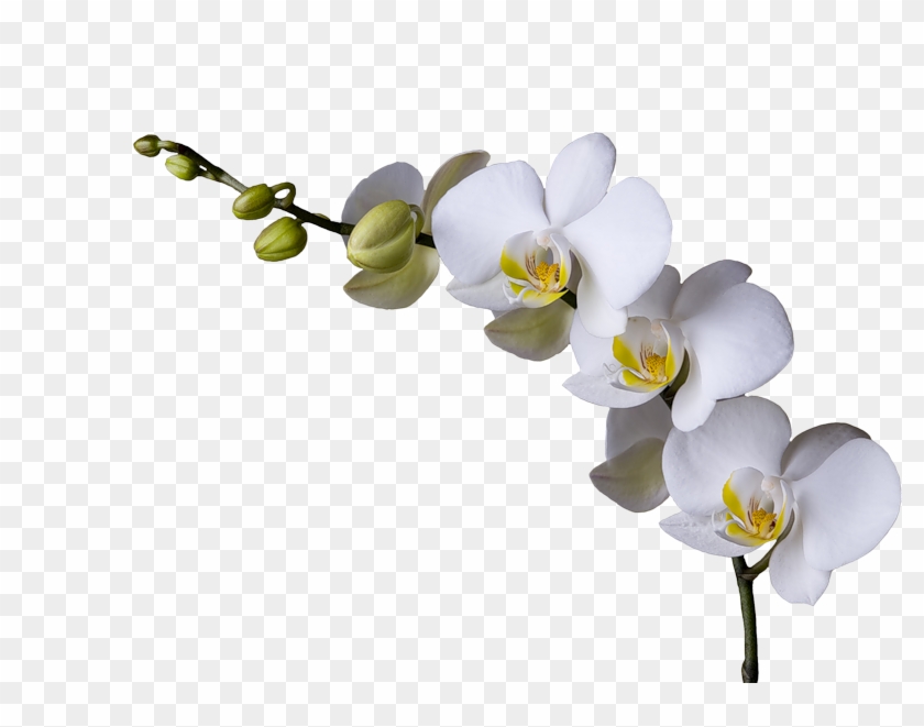 Орхидеи Пнг #285990