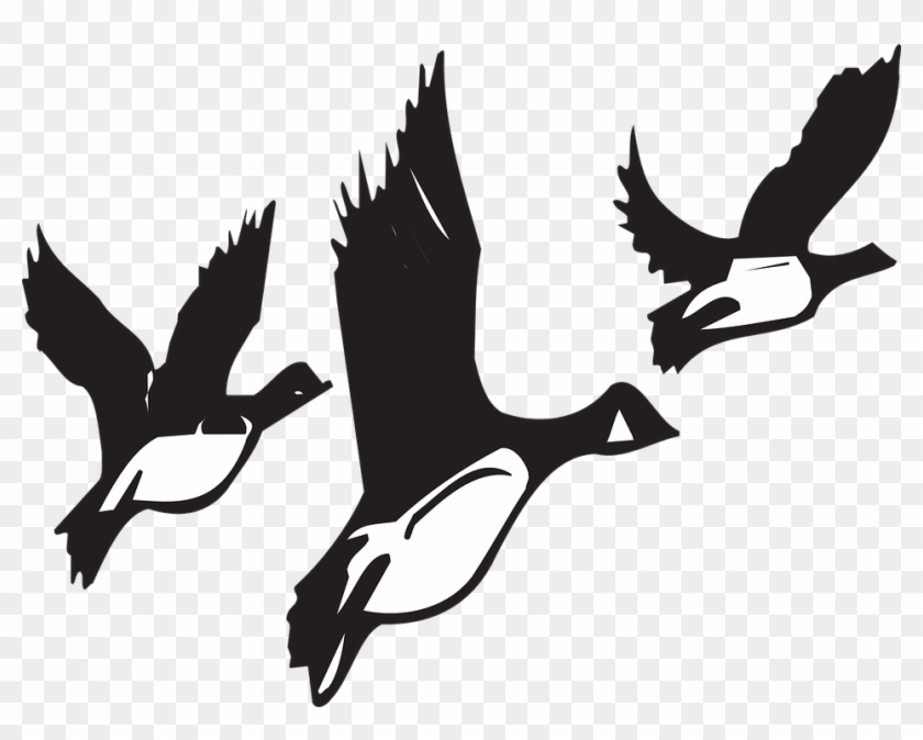 Migration Clipart Bird Fly - Birds Migrating Black And White #286018