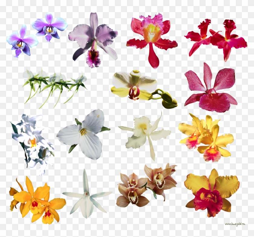 Png Клипарт "beautiful Orchids Flower" - Sshh Angel Sleeping Door Hanger #286037
