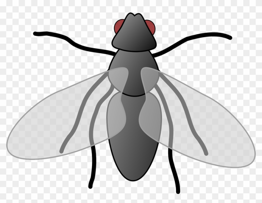 Top 91 Fly Clipart - Fly Cliparts #286048