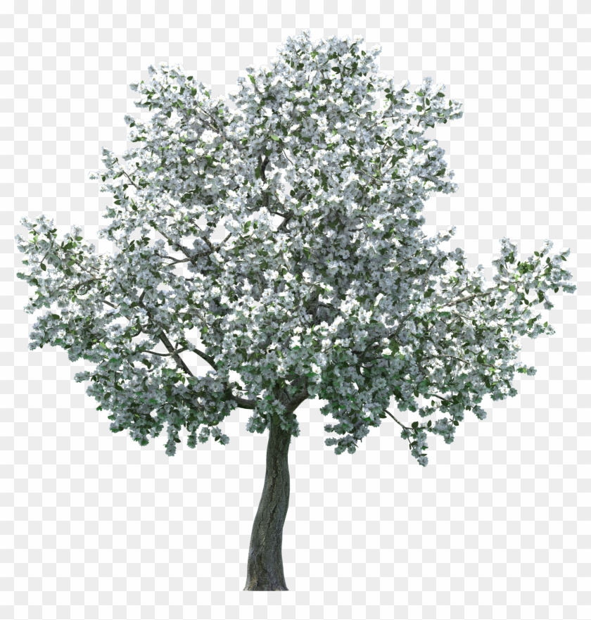 Realistic Blossom Tree Png Clip Art - Apple Blossom Tree Png #286053