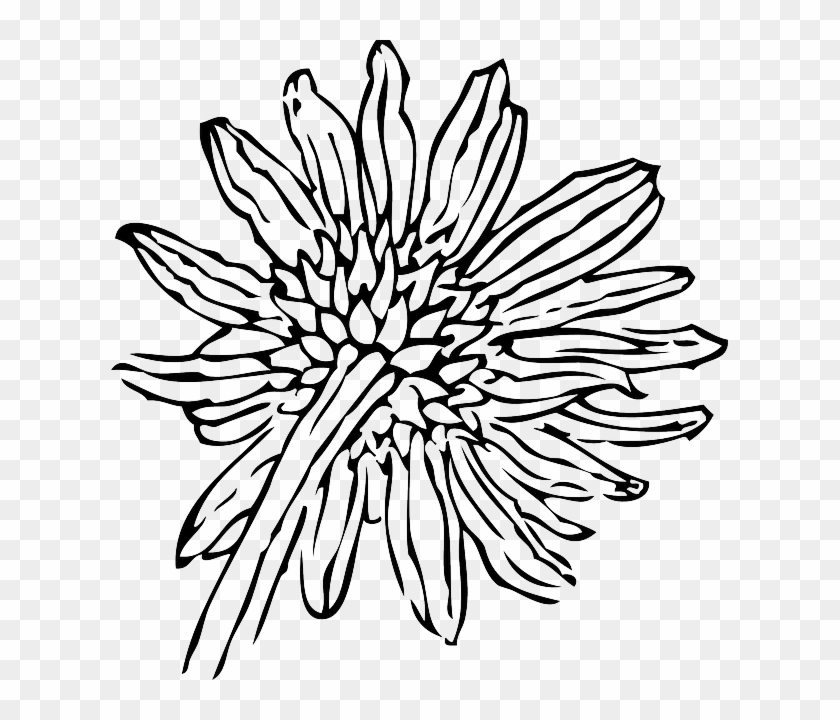 Black, Back, Outline, Drawing, Flower, White, Plant - Sunflower Clip Art #286105