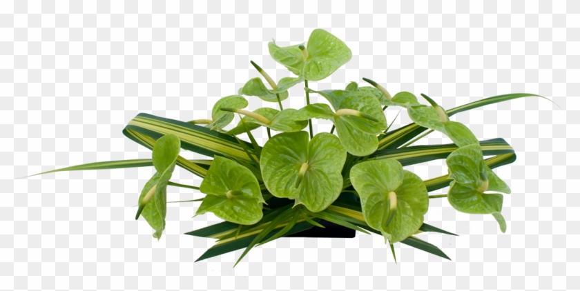 Anthurium Hawaiian Flowers - Coriander Leaves Png #286235