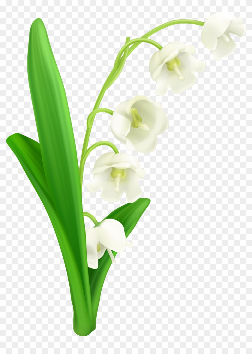 Lily Of The Valley Flower Clipart - Lily Of The Valley Clipart #286415