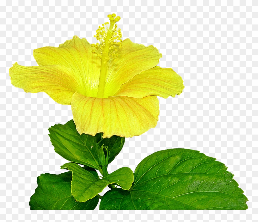 Yellow Hibiscus, Flower, Pistil, Plant - Bunga Sepatu Kuning Png #286603
