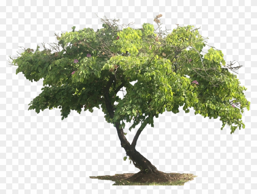 All Png Tree #286688