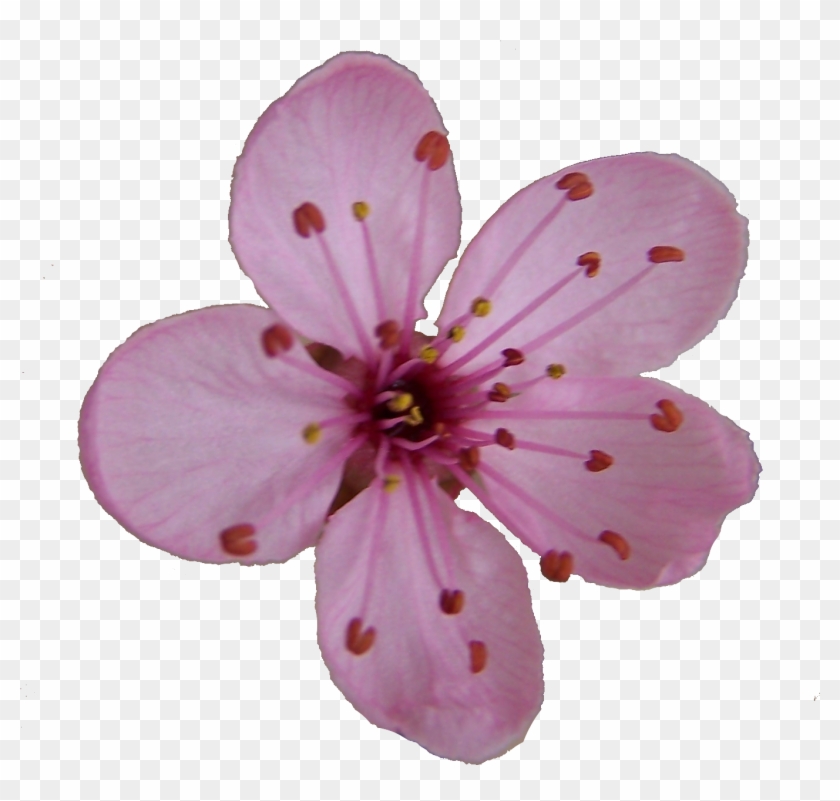 Cherry Blossom Flower Clipart - Cherry Blossom Single Flower #286715