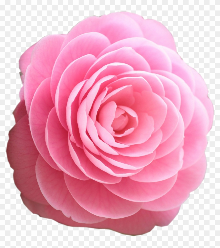 Pink Rose Clip Art - Pink Rose Clipart Rose #286749