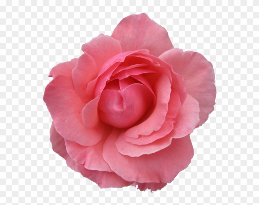 Pink Rose Clipart Japanese Rose - Pink Flower Transparent Background #286760
