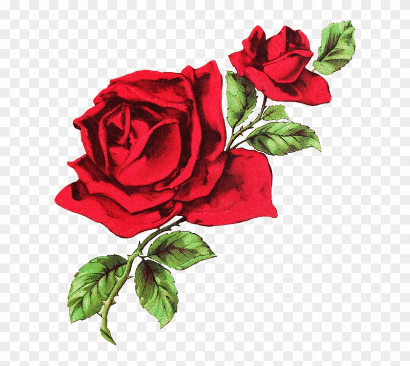 Photos Red Roses Drawing, - Aesthetic Rose Twitter Header #286935