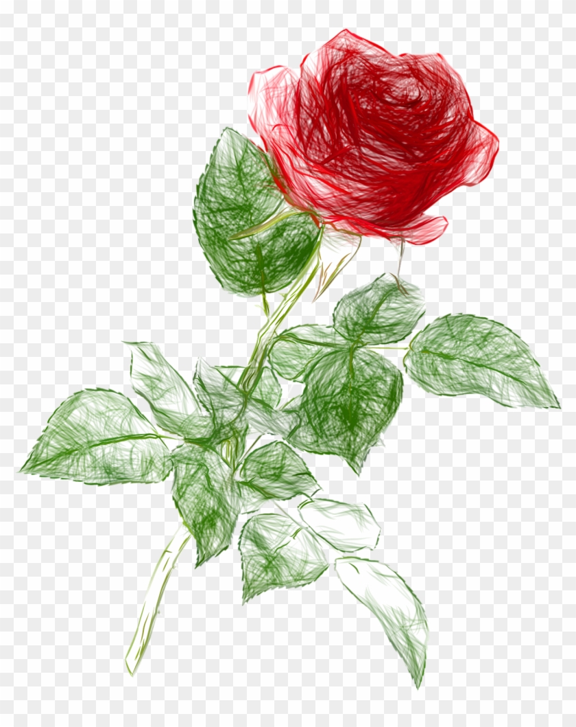 drawn roses in color