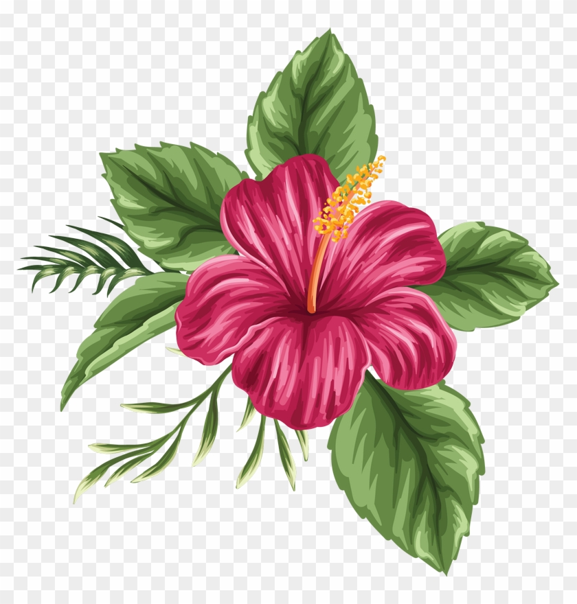 Image Du Blog Hibiscus Pinterest Blog - Drawing Flowers #286945