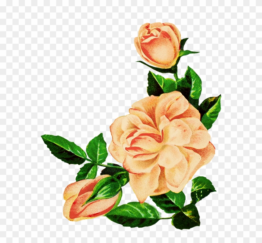 Rose Clipart - Transparent Flower Drawing Png #286950