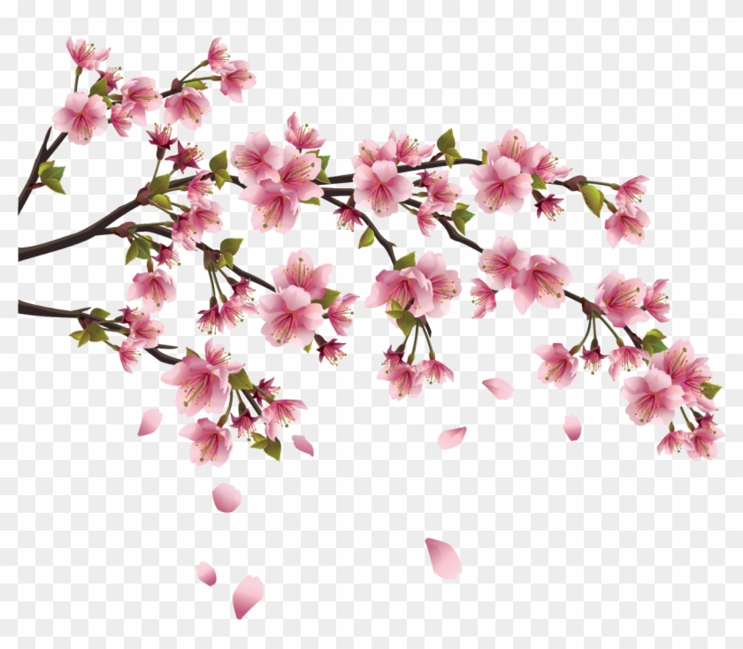 This Page Contains Information About Japanese Flower - Cherry Blossom Branch #286997