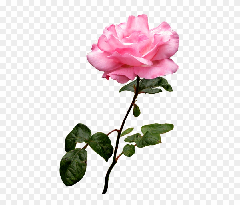 Pink Wild Rose Clip Art, Pink Rose Image - Pink Rose Clip Art #287012