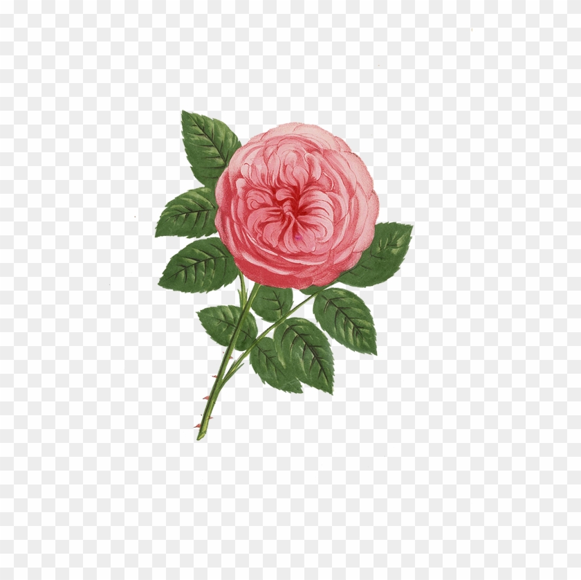 Explore Transparent Flowers, Rose Prints, And More - Giclee Painting: Grobon's Anna De Diesbach Rose, Hybrid, #287028