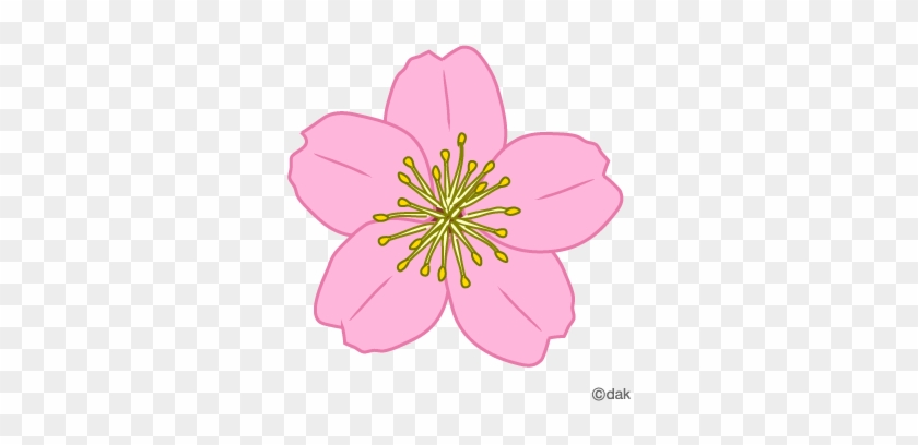 Spring Blossom Clip Art - Single Cherry Blossom Flower #287143