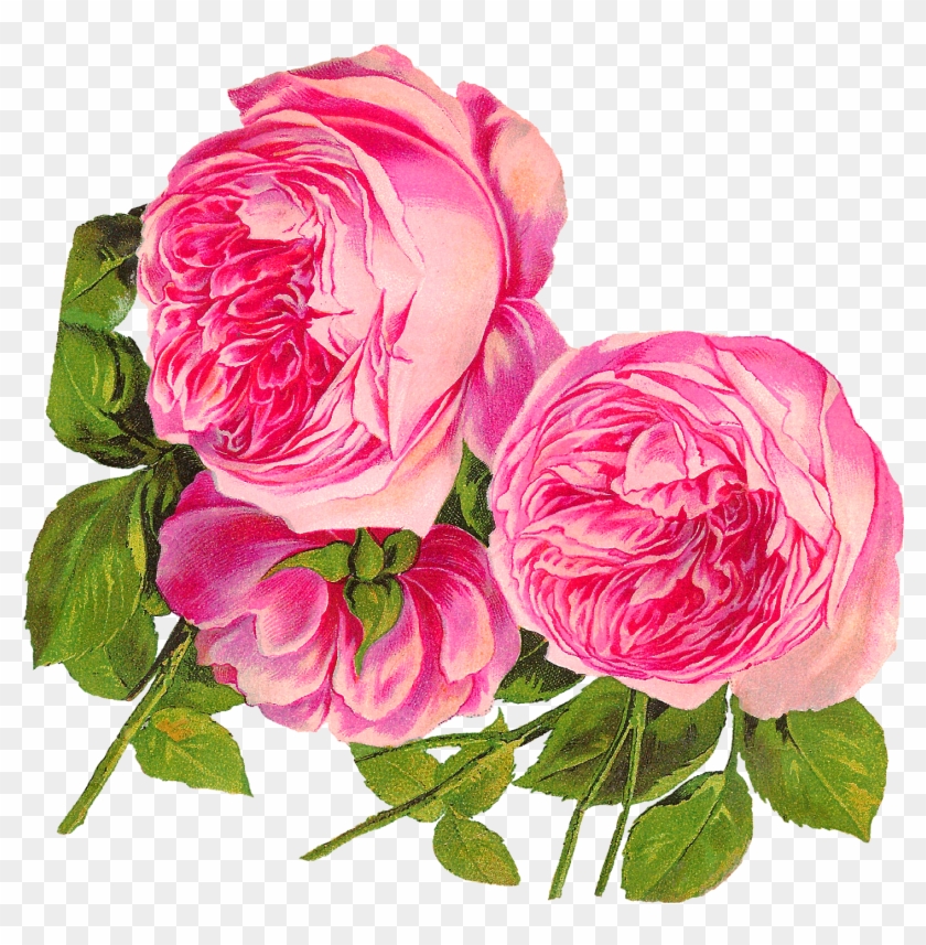 Flower Clip Art 9746 Free Downloads Vecteezy,flower - Pinkrose Flower Clip Art #287242
