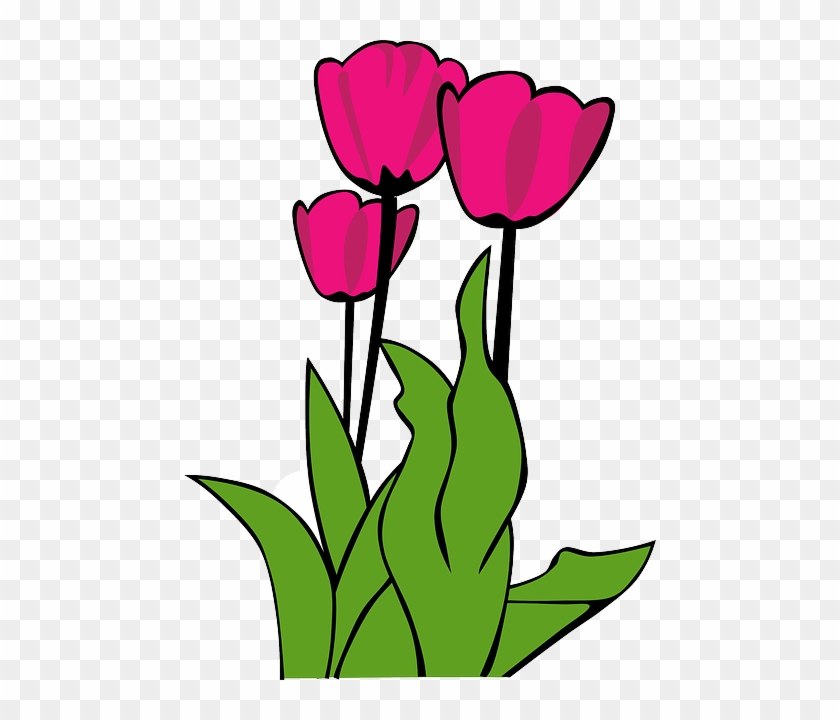 The Netherlands Is The Worlds Largest Commercial Producer - Tulip Clip Art #287241