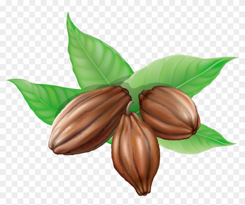 Cocoa Bean Clipart Clipartxtras Cocoa Bean Plant Cocoa - Cacao Beans Clip Art #287291
