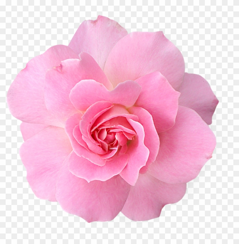 Rose Clipart Real - Pink Flower Transparent Png #287703