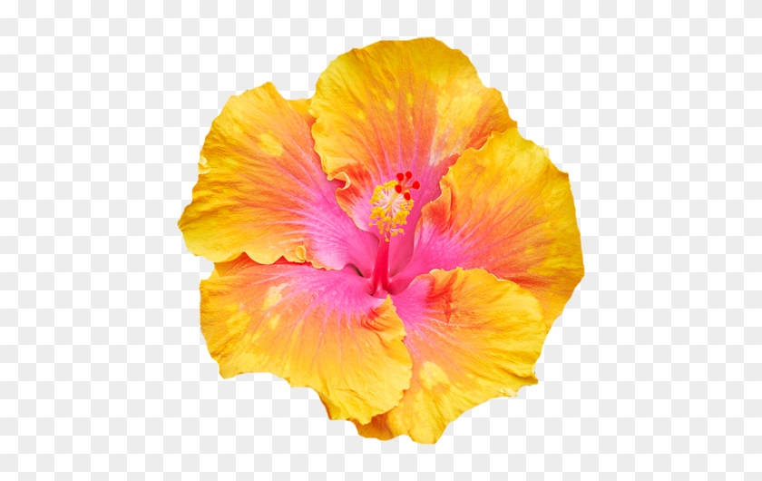 Flowers - Hawaiian Hibiscus #288000