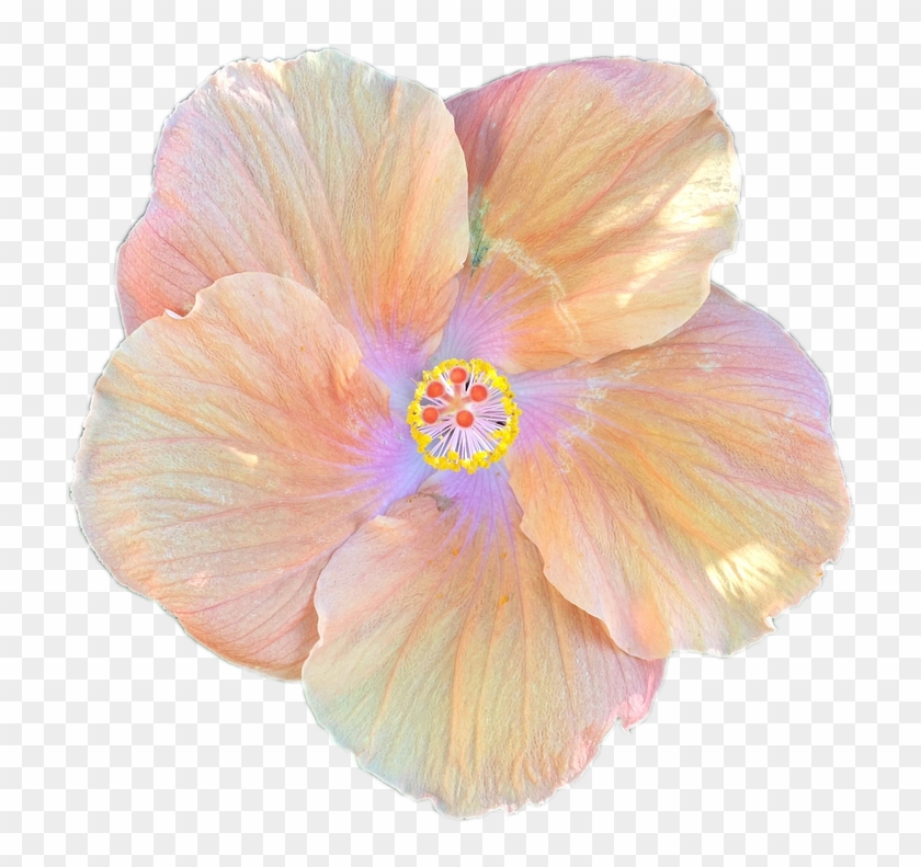 Hibiscus Flower Cartoon 19, Buy Clip Art - Hibiscus Flower Png Transparent Background #288010