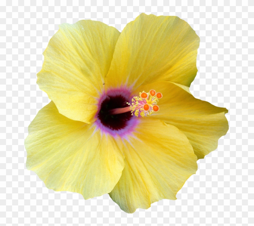 Yellow Hibiscus Flower Clipart - Hibiscus Flower Transparent Png #288057