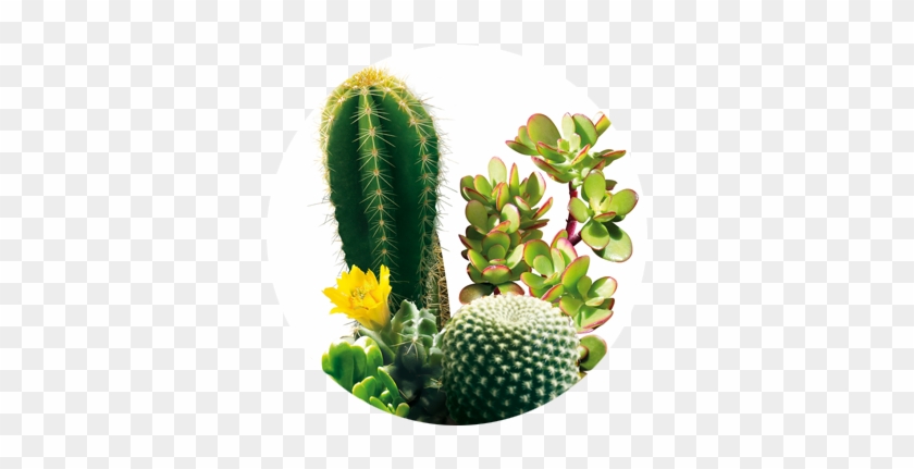 Cactus Y Suculentas - Weberocereus #288136