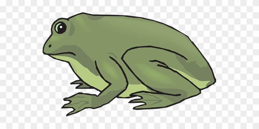 Frog Amphibian Tropical Rainforest Jungle - Frog #288344
