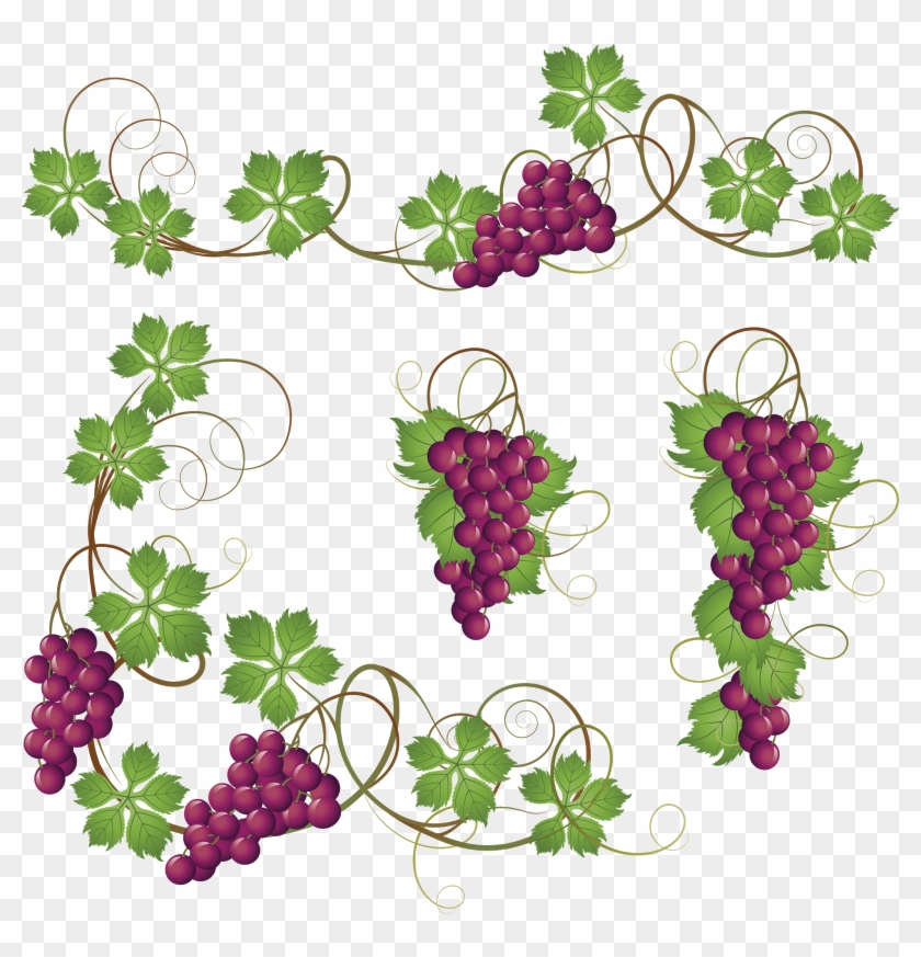 Common Grape Vine Clip Art - Grape Vine Border Png #288637