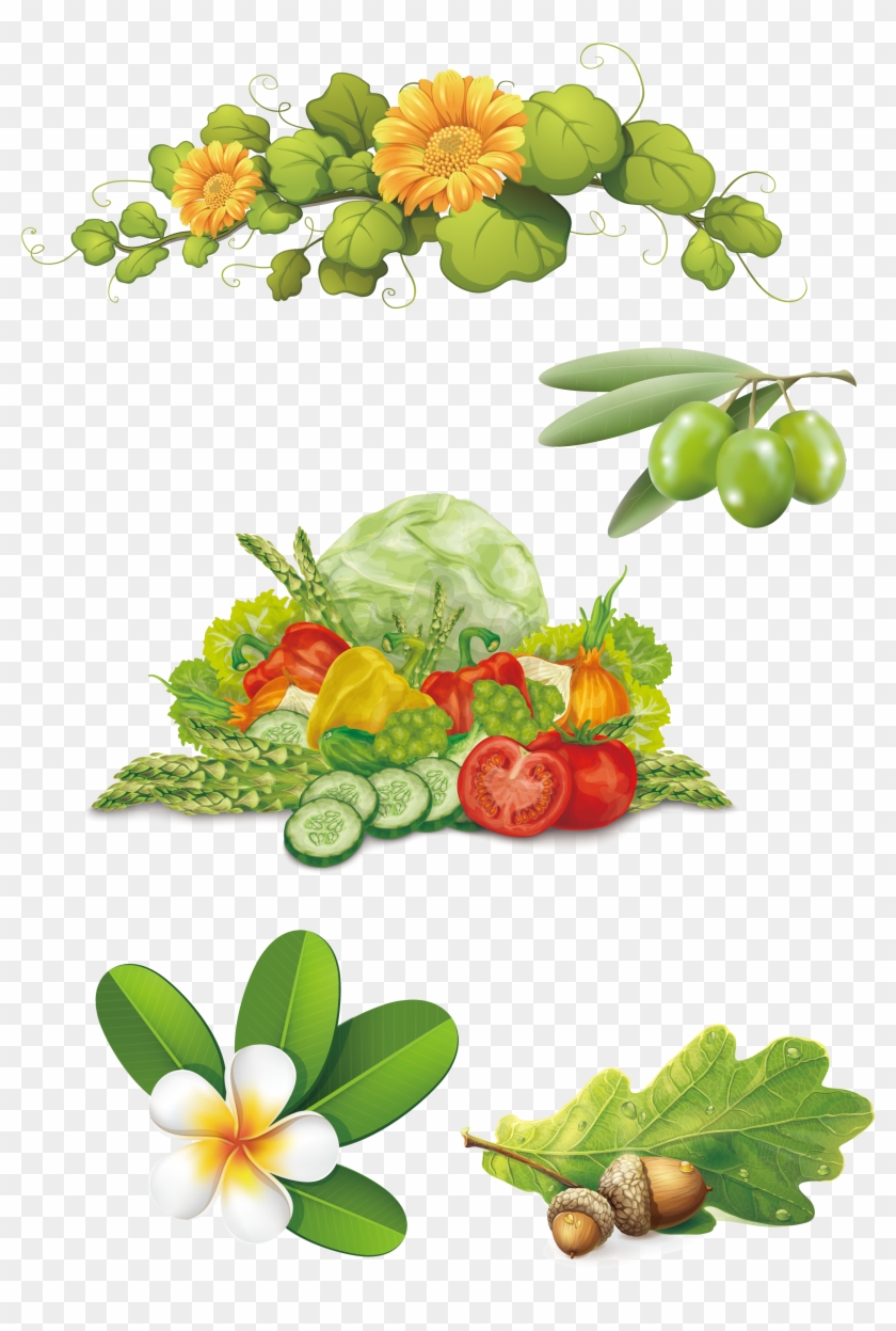 Vector Olive Vegetables Frangipani Flower Vine Acorns - Vegetable #288846