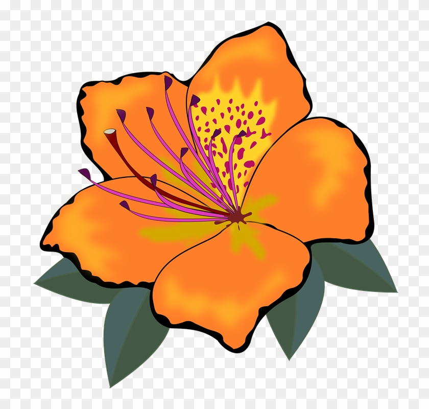 Hibiscus Flower Outline 7, Buy Clip Art - Orange Flowers Clip Art #288853
