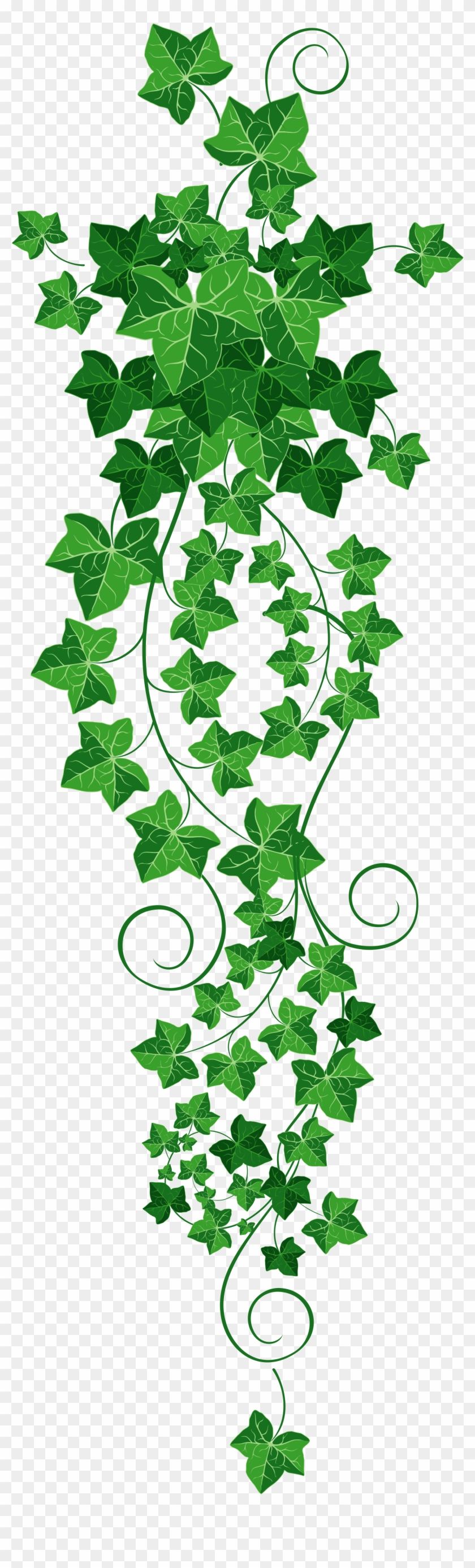 Transparent Grape Vines Clipart - Ivy Clipart Png #288969