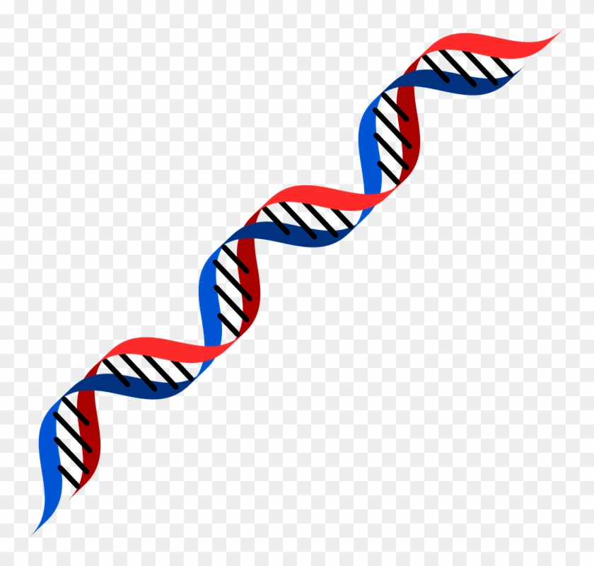 Dna Png - Dna Red And Blue #289060