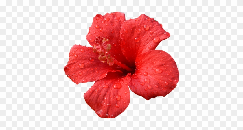 Tropical Flower Png Big Red Hibiscus Psd, Free Vectors - Flor De Hibiscus Png #289193