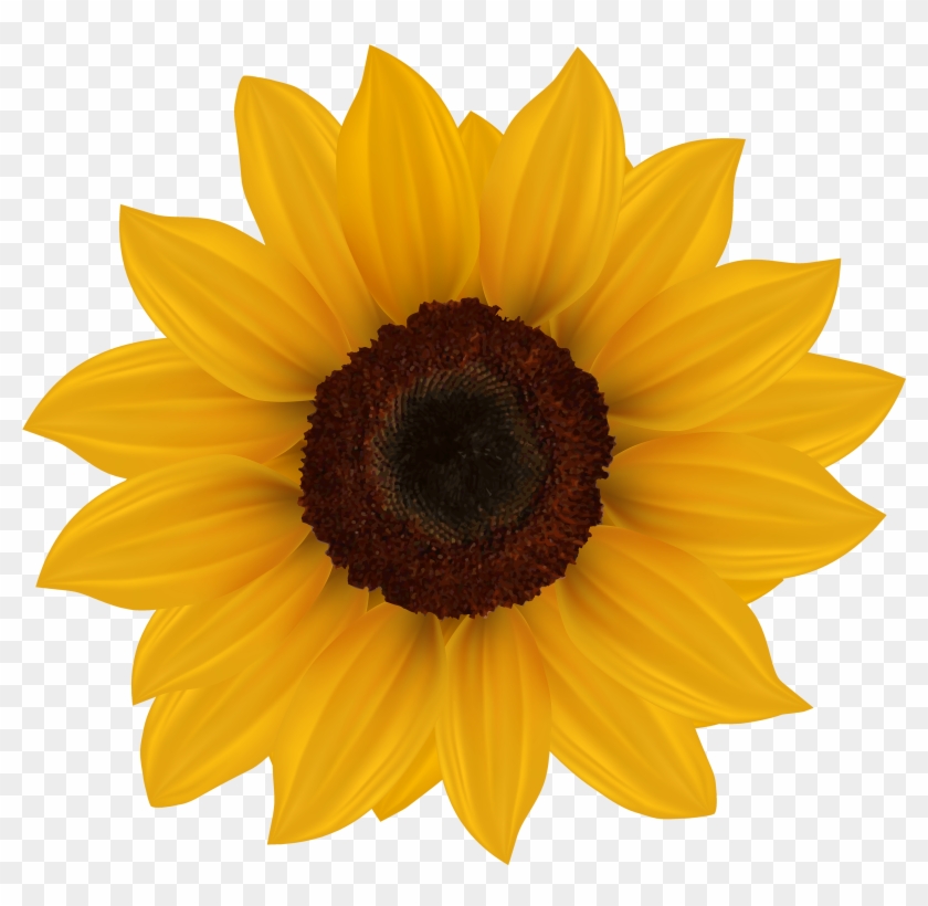 Sunflower Png Clipart Image - Sunflowers On Transparent Background #289332