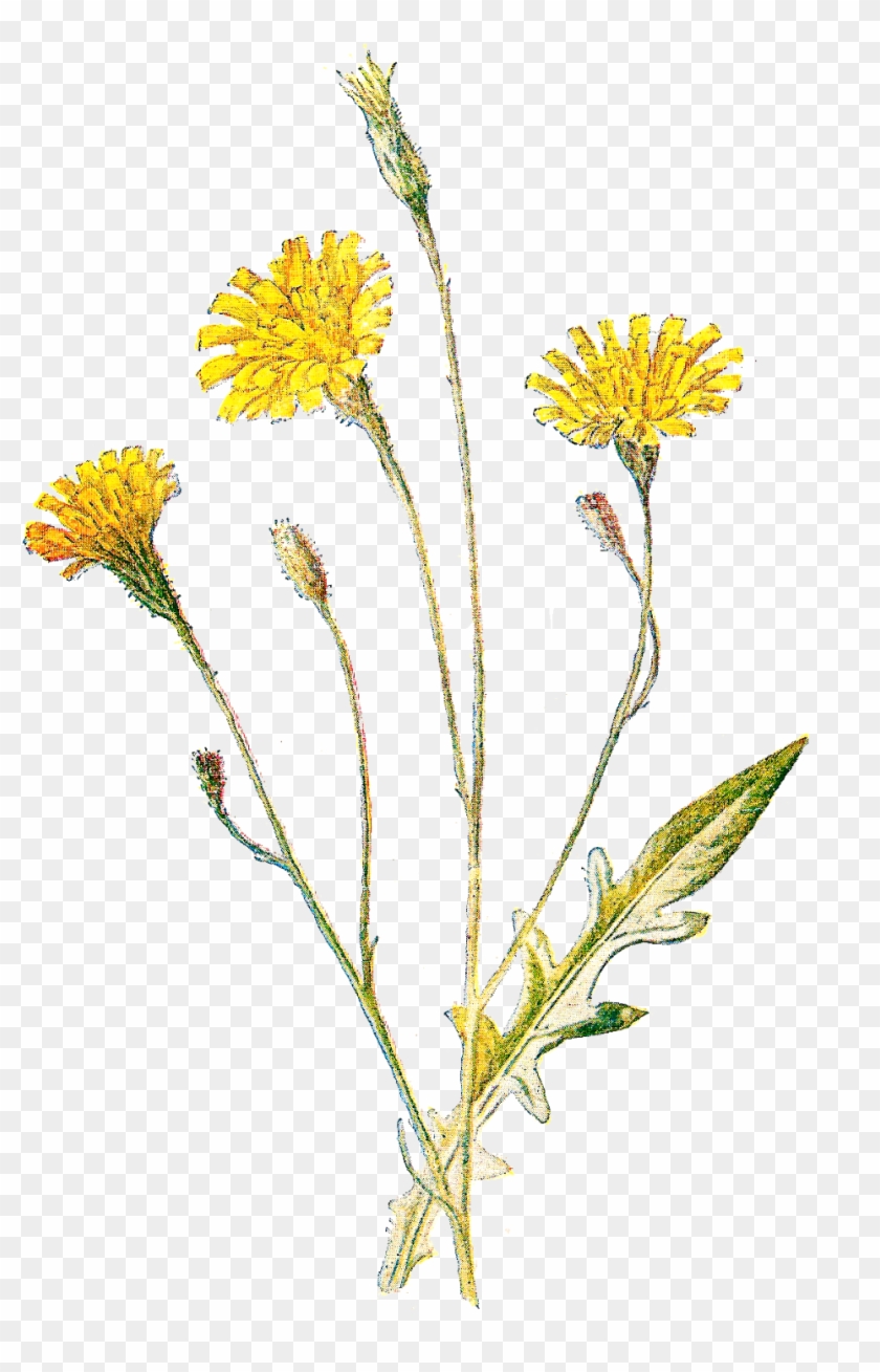 All This Week I'm Posting Beautiful Flower Digital - Antique Print Of Autumnal Hawkbit Botanical C1883 Color #289439
