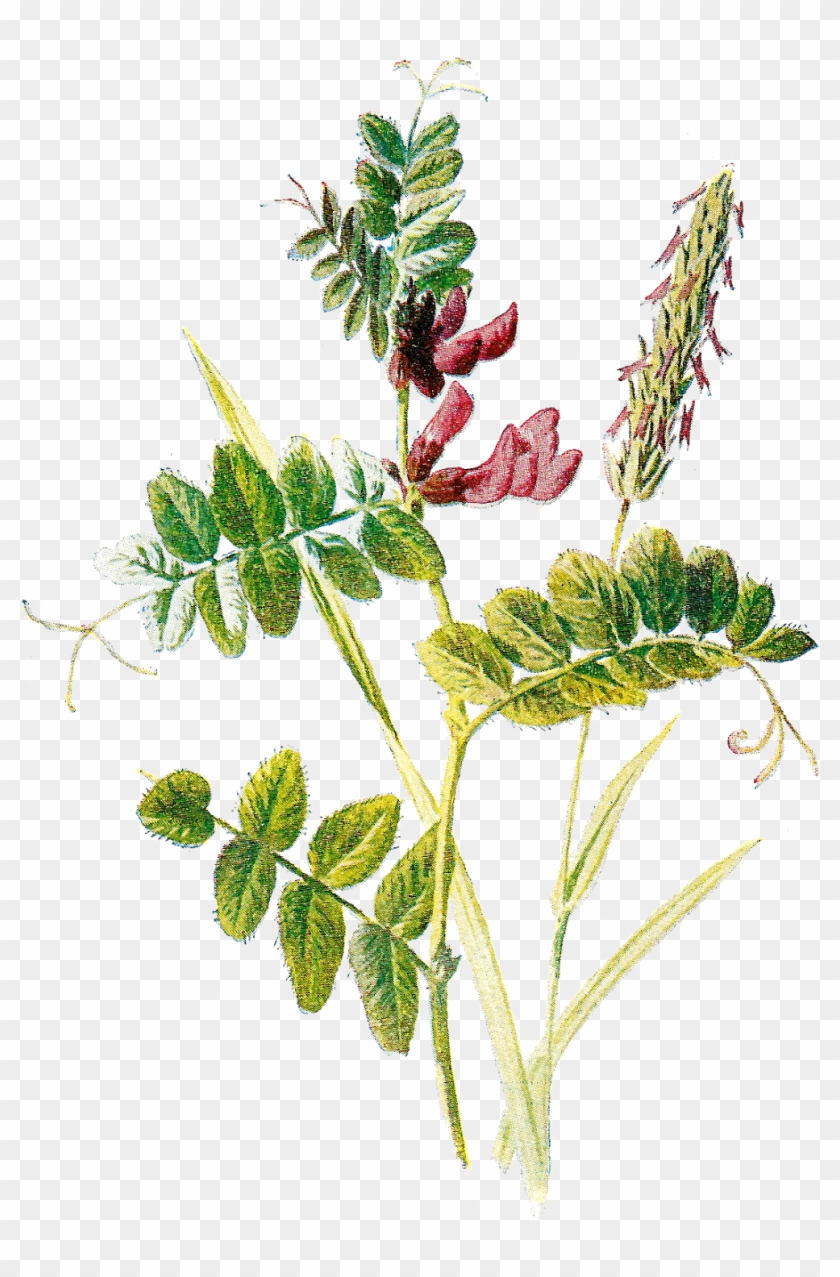 Wildflower Clipart Botanical Illustration - Botanical Clip Art Free #289446