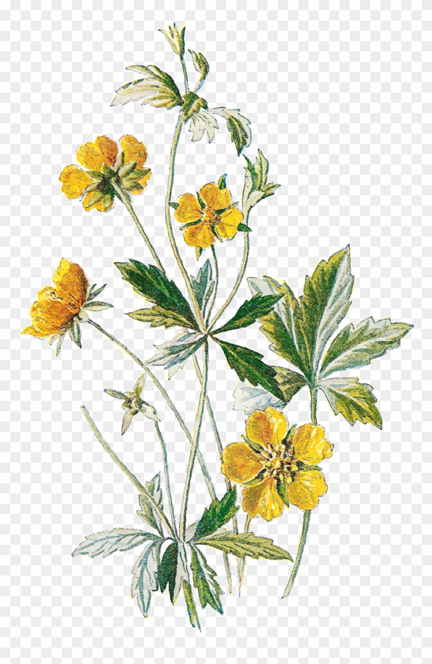 Wildflower Clipart Botanical Illustration - Antique Print Of Tormentil Cinquefoil Wild Flower C1883 #289458